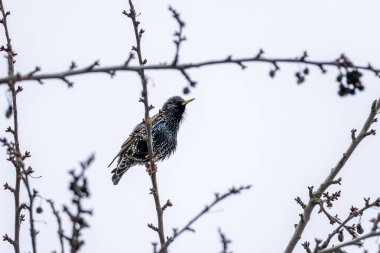 Starling (sturnus vulgaris), kışın bir ağaçta doğar.