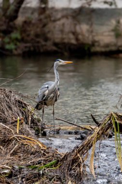 Nehir kıyısındaki gri balıkçıl, o, Almanya