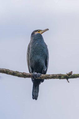 Büyük karabatak (Phalocrocorax carbo) bir nehirdeki ağaçta dinleniyor, hesse, Almanya