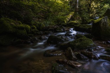 Kara Orman 'ın alerheilijen şelaleleri (Schwarzwald), Baden-Wuerttemberg, Almanya