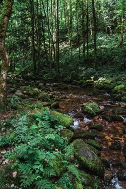 Kara Orman Şelaleleri (Schwarzwald), Baden-Wuerttemberg, Almanya