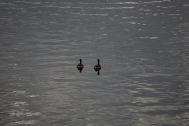Su yansıması üzerine 2 Kanadalı kaz. Koyu arkaplan, yüksek çözünürlüklü arka plan, kara su yüzeyi, ana nehir