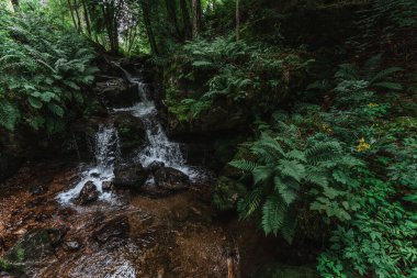 Todtnauer şelaleleri (Schwarzwald), Baden-Wuerttemberg, Almanya