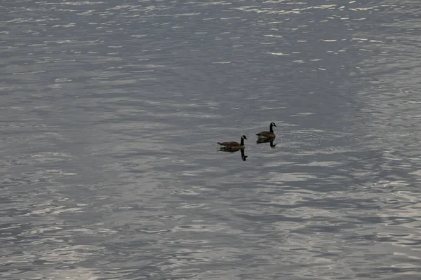 2 canadiaqn goose on water reflection. Dark background, High resolution background of dark water surface, main river