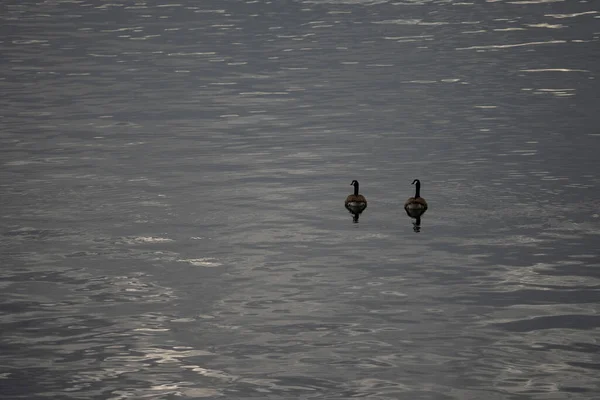 2 canadiaqn goose on water reflection. Dark background, High resolution background of dark water surface, main river