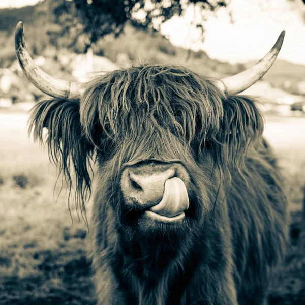 Highland Krowa Łące Dolinie Kinzig Czarny Las Niemcy — Zdjęcie stockowe