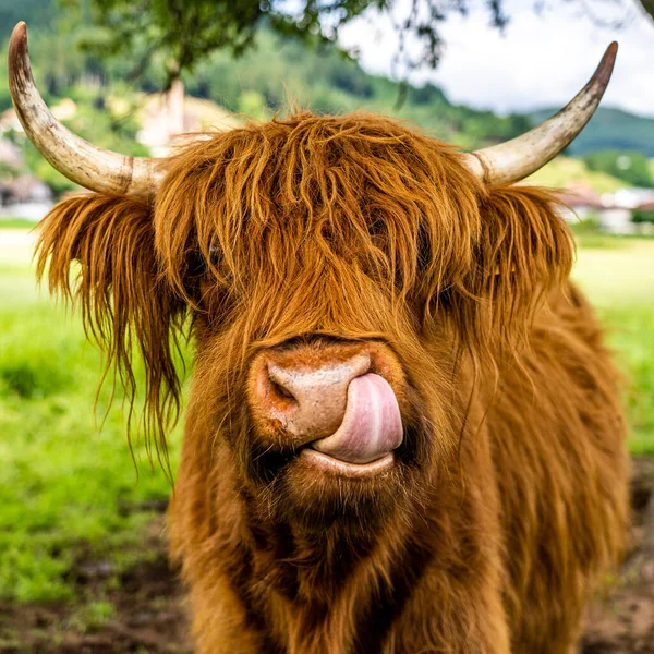 Highland Cow Äng Kinzig Dal Svart Skog Tyskland — Stockfoto