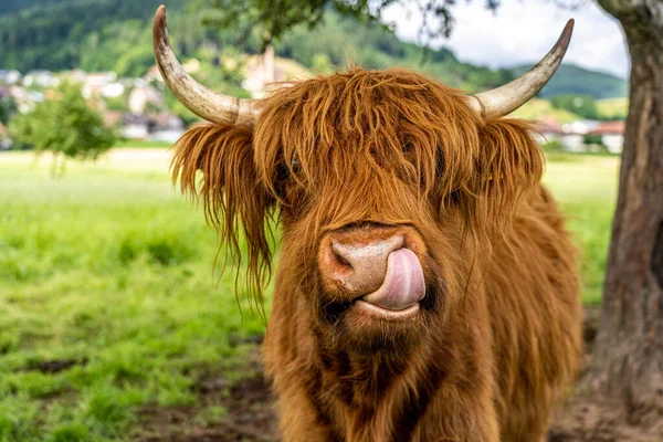 Vache Des Hautes Terres Sur Prairie Dans Vallée Kinzig Forêt — Photo