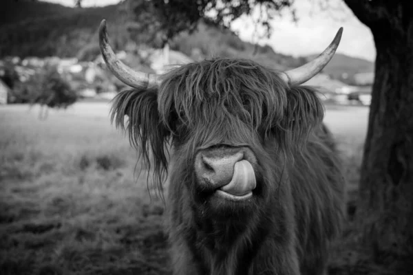 Highland Cow Weide Kinzig Kreis Valley Zwarte Woud Duitsland Rechtenvrije Stockafbeeldingen