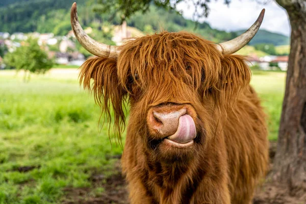 Highland Cow Weide Kinzig Kreis Valley Zwarte Woud Duitsland Rechtenvrije Stockfoto's