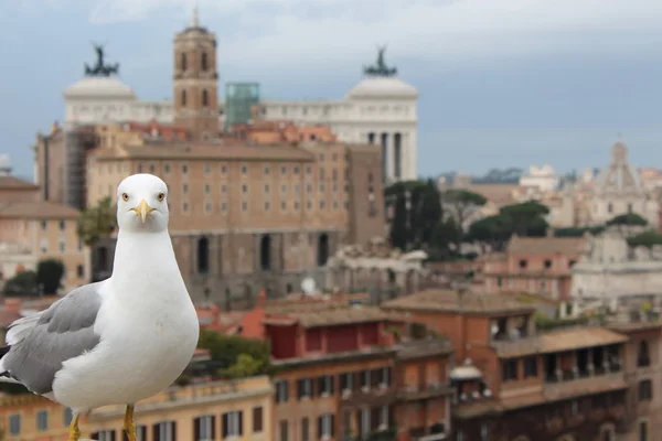 Seagull in Rome — Stockfoto