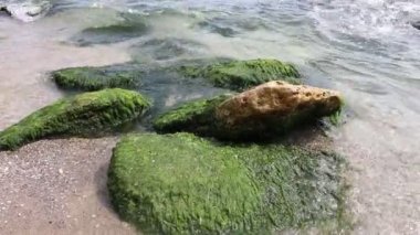 Deniz dalgaları yosunlu taşın üzerinde yuvarlanıyor..