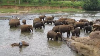 Pinnawala, Sri Lanka 'da fillerin yıkanması.