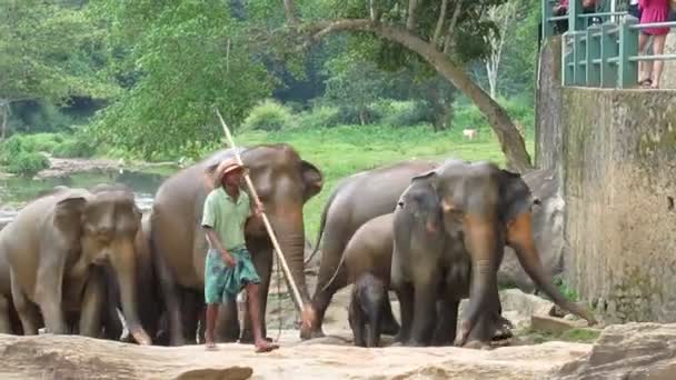 Après Baignade Les Éléphants Sont Sortis Rivière Pinnawala Sri Lanka — Video