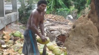Yerel bir vatandaş çiftlikte hindistan cevizi temizliyor. Sri Lanka.