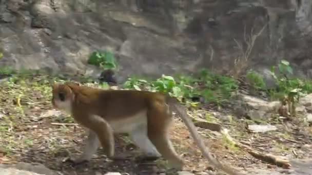 Apan Har Bråttom Att Träffa Lokala Barn Sri Lanka — Stockvideo