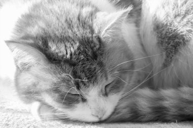 Uyuyan bir kedinin siyah beyaz portresi