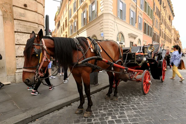 Horse — Stock Photo, Image