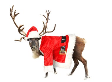 Bir takım elbise Noel Baba giymiş Ren geyiği