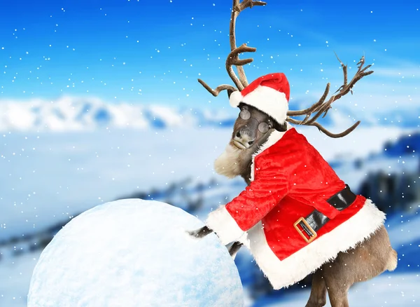 Renifery, ubrany w garnitur Santa Claus — Zdjęcie stockowe