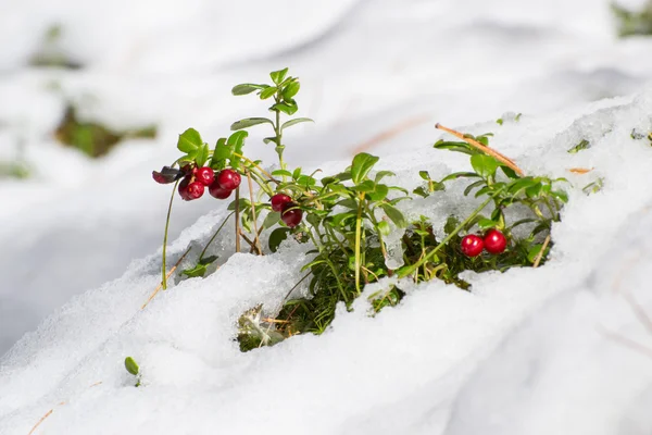 Cowberry — Stock Fotó