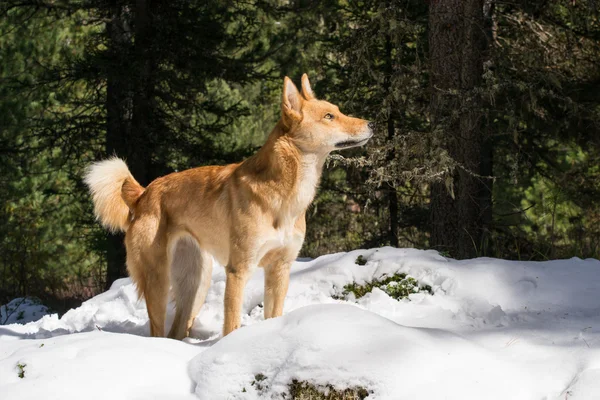 Eskimo Köpek
