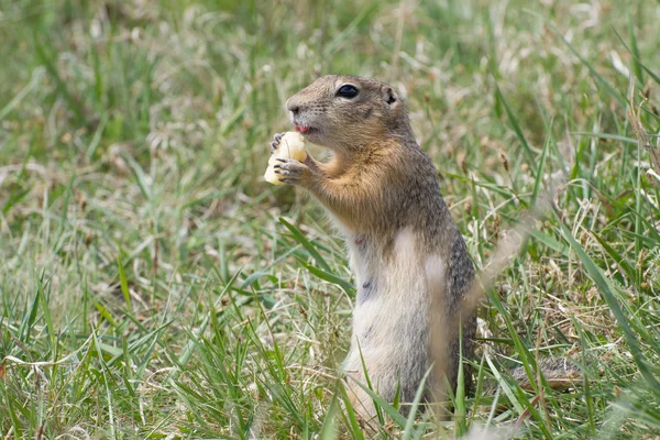 Gopher — Stock Photo, Image