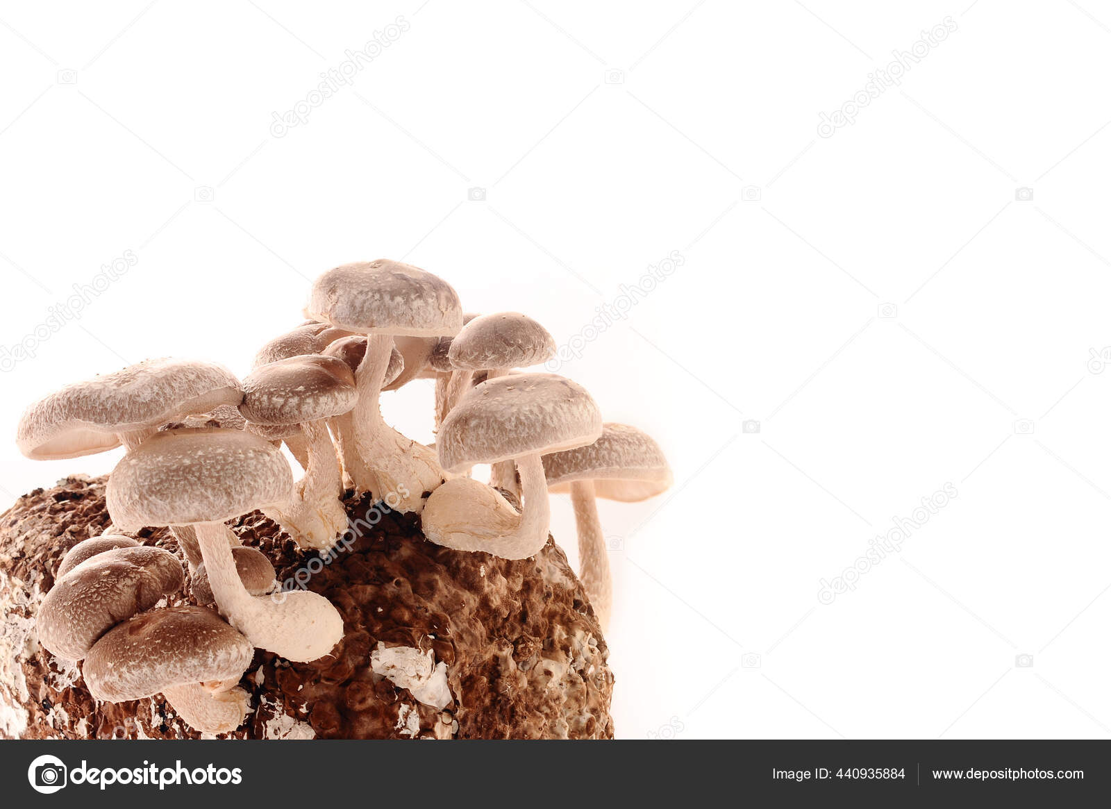 Shiitake Mushrooms Mycelium Block Traditional Asian Mushroom Healthy