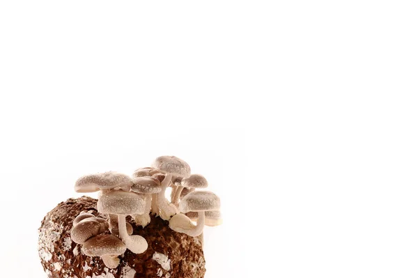 Shiitake Mushrooms Mycelium Block Traditional Asian Mushroom Healthy Organic Medicinal — Stock Photo, Image