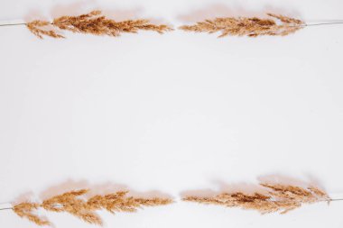 Beyaz arka planda kuru çimenler. Tebrik kartı konsepti, mesaj yeri. Yukarıdan görüntüle.