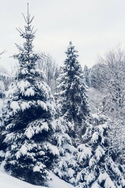 Bir grup karlı firavun ağacı. Dağlarda karla kaplı bir orman.
