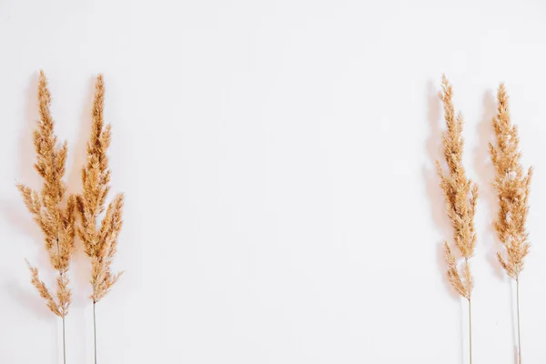 Trockenes Gras Auf Weißem Hintergrund Grußkartenkonzept Platz Für Text Blick — Stockfoto