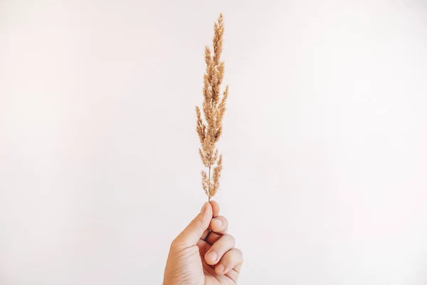 Trockener Zweig Einer Pflanze Männlicher Hand Auf Weißem Hintergrund Platz — Stockfoto