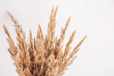 Beyaz arka planda kurutulmuş çimen buketi. Kırsal klasik hipster tarzı. Yukarıdan görüntüle.