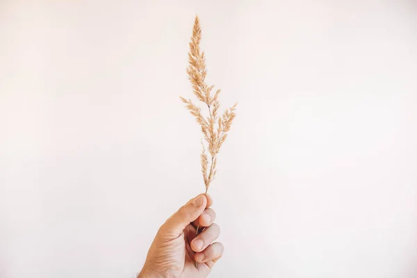 Dry branch of a plant in a male hand on a white background. Place for your text.