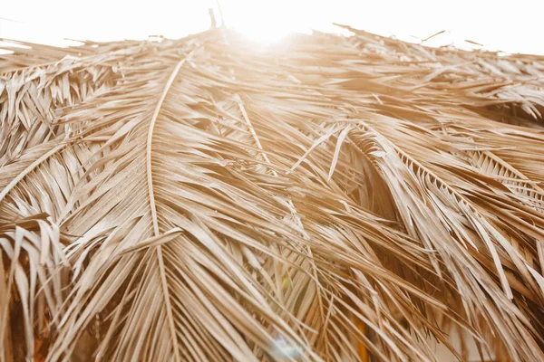 Tropische Palmblatttextur Trockene Gelbe Tropische Palmenblätter Die Von Natürlichem Sonnenlicht — Stockfoto