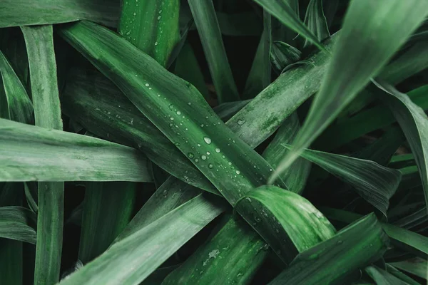 Fundo Textura Folhas Verdes Fundo Natural Papel Parede Gotas Água — Fotografia de Stock