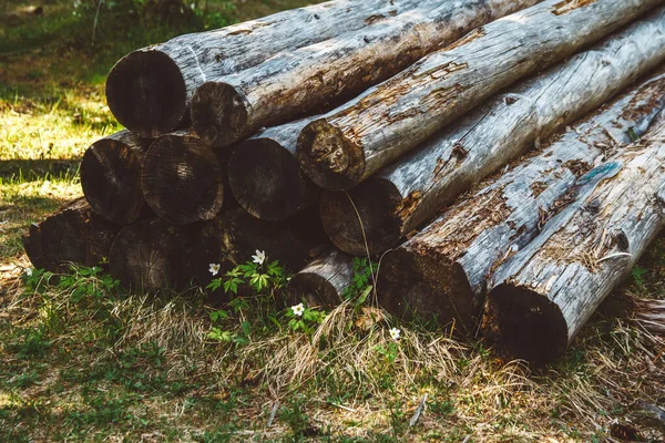 Old Cut Trunks Pile Detail View Big Pile Trunks Trees — Stock Photo, Image