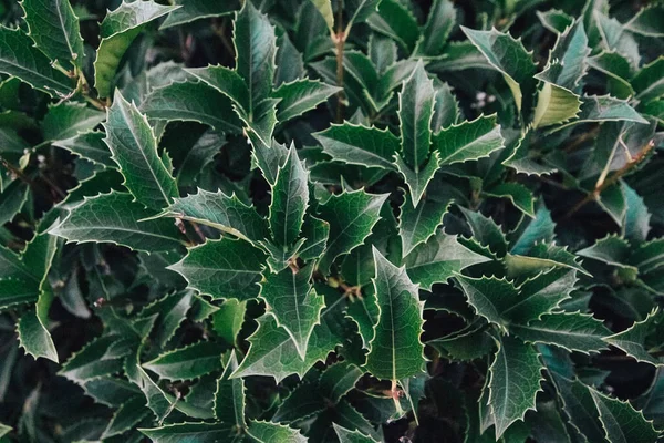 Verde Frunze Textura Fundal Fundal Natural Tapet Privire Sus Copiaţi — Fotografie, imagine de stoc