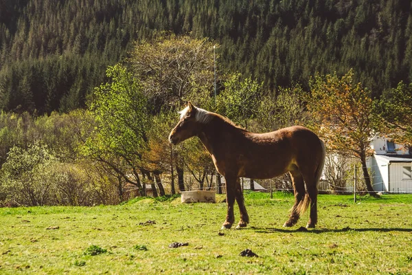 Cavalo Pastam Gramado Verde Contra Pano Fundo Casa Das Montanhas — Fotografia de Stock