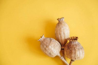 Sarı arka planda kurutulmuş afyon haşhaşı. Haşhaşın yararını ve zararını hesaba katın. Üst Manzara. Kopyala, metin için boşluk.