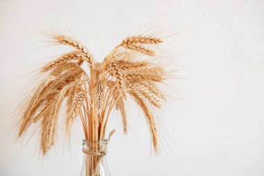 Beyaz bir arka planda cam vazoda buğday kulakları. Kopyala, metin için boşluk.