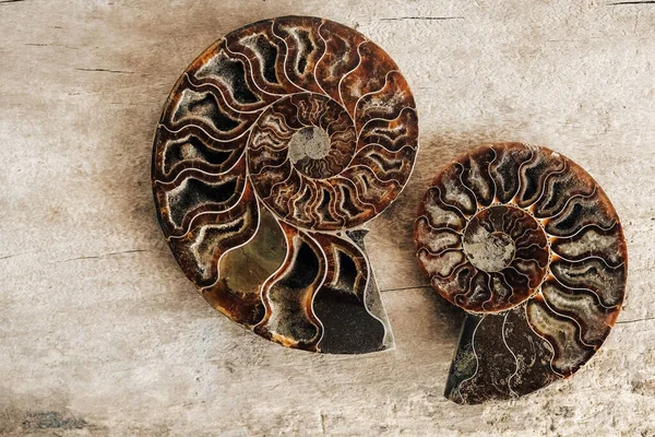 Ammonites Fossil Shell Wooden Background Top View Copy Empty Space — Stock Photo, Image