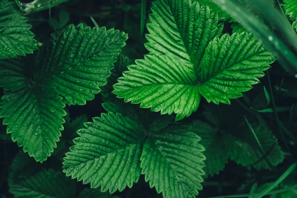 Folhas Morango Verde Como Fundo Bela Textura Folhas Molhadas Vista — Fotografia de Stock
