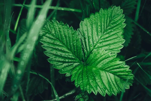 Folhas Morango Verde Como Fundo Bela Textura Folhas Molhadas Vista — Fotografia de Stock