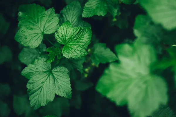 Hojas Grosella Negra Verde Como Fondo Hoja Cubierta Rocío Vista —  Fotos de Stock