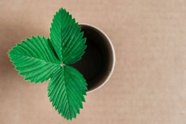 Karton arka planda kağıt bardakta yeşil yapraklar. Üst Manzara. Kopyala, metin için boşluk.