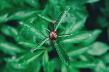Yeşil yapraklı bir çiçek tomurcuğu. Üst Manzara. Kopyala, metin için boşluk.
