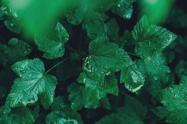 Zöld Fekete Ribizli Levelek Háttér Levél Borított Harmat Első Látásra — Stock Fotó