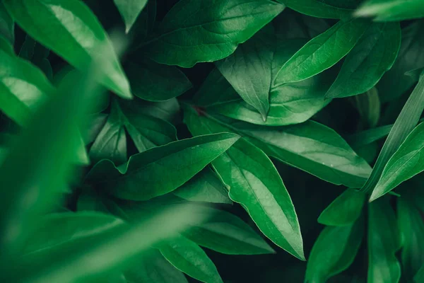Frunzele Verzi Imagine Fundal Privire Sus Copiați Spațiu Gol Pentru — Fotografie, imagine de stoc